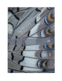 Kalendarz Oxford Wings 2023 A5 dzienny 400165174 Oxford